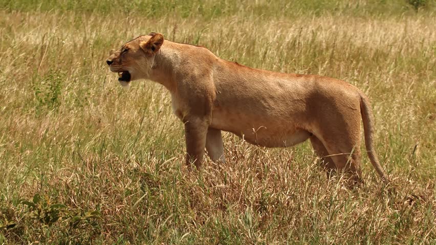 Lone lioness waits in the thick brush of Serengeti National Park, Africa, on the search for her next hunt. Cinematic wildlife scene capturing predator instinct, tension, and raw savannah survival.