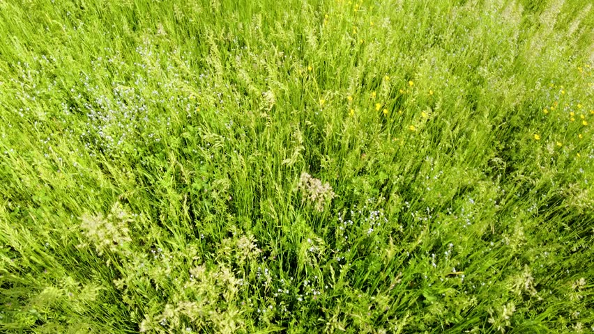 The soccer field is abandoned and overgrown with weeds. Soccer goal on abandoned terrain 4K video
