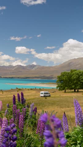 Lupins bloom by Lake Tekapo as a campervan rests with Southern Alps behind, vertical static shot.