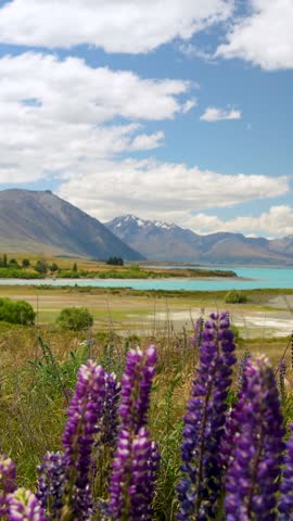 Lupins bloom beside turquoise Lake Tekapo with the Southern Alps behind, vertical right pan drone shot.