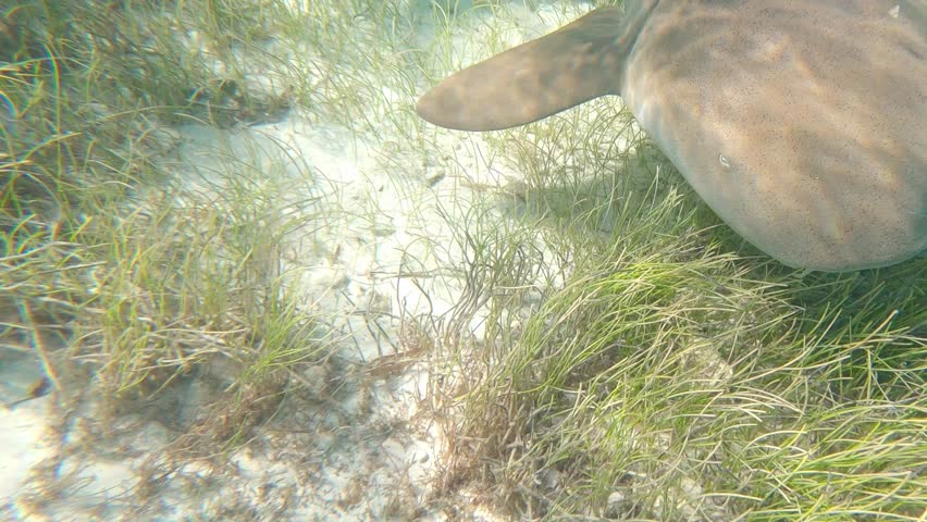 Nurse shark in Roatan, Honduras 2026