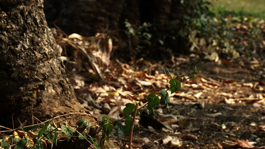 Brown Dragonfly on a Stick Close Up Shot