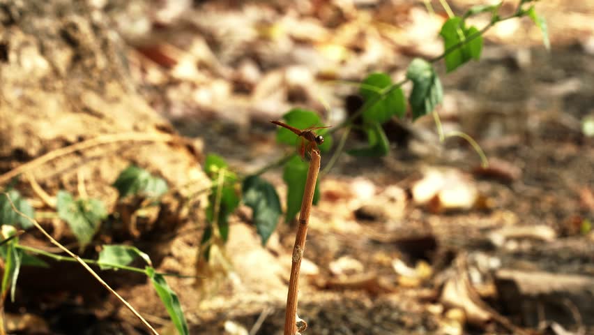 Brown Dragonfly on a Stick Close Up Shot