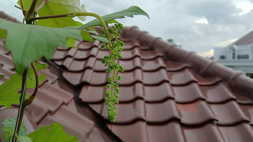 Green Grapes Growing on a Vine