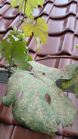 Green Grapes Growing on a Vine