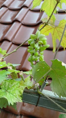 Green Grapes Growing on a Vine