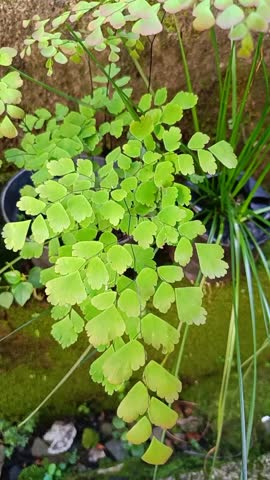 Close-up delicate maidenhair fern (Adiantum)  leaves swaying gently in the wind with soft natural lightening.