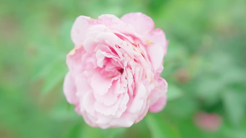 A stunning high-angle close-up of a soft pink rose in full bloom, featuring delicate layered petals and a dreamy, blurred green background.