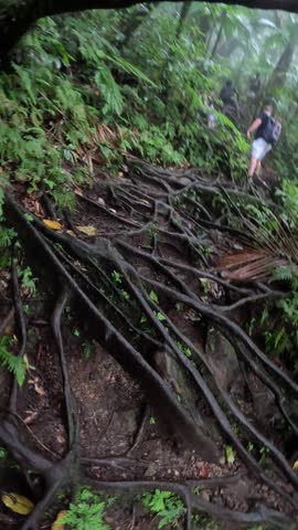 People Hiking Up a Tropical Rainforest Trail in Caribbean Jungle