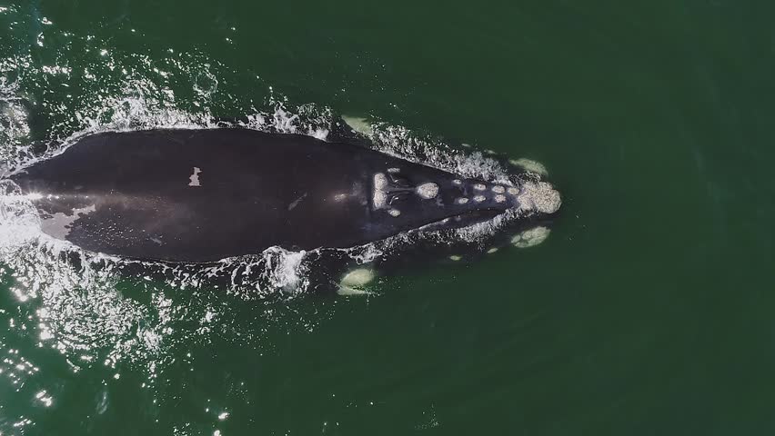 Overhead view of Southern Right whale spouting at green ocean surface