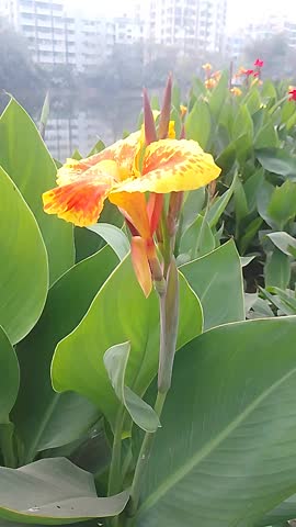 Orange Canna Lily Flower Blooming in Tropical Garden Close Up