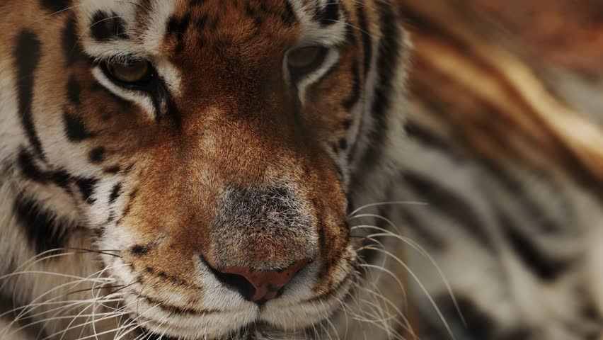 Extreme close up portrait of a resting tiger lying calmly, powerful striped face filling the frame, intense eyes half closed in relaxation, majestic wild predator captured in quiet natural moment.