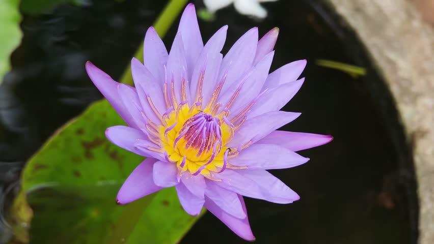 Purple lotus flowers in a basin.