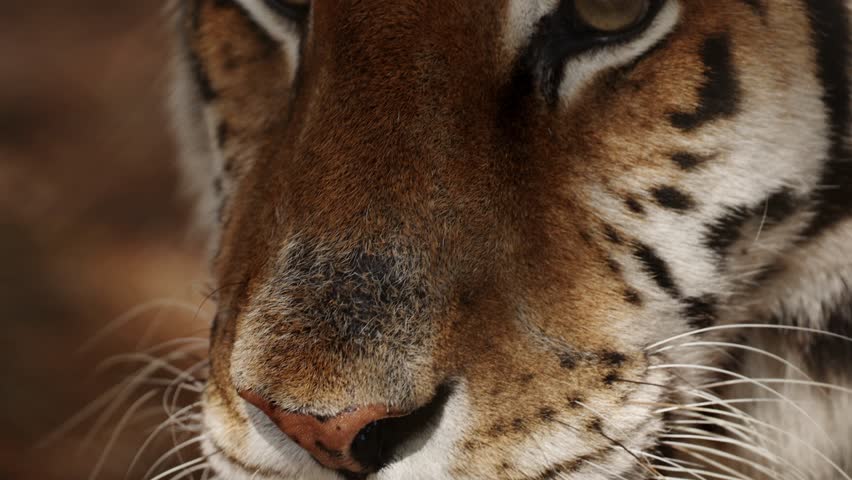 Extreme close up portrait of a resting tiger lying calmly, powerful striped face filling the frame, intense eyes half closed in relaxation, majestic wild predator captured in quiet natural moment.