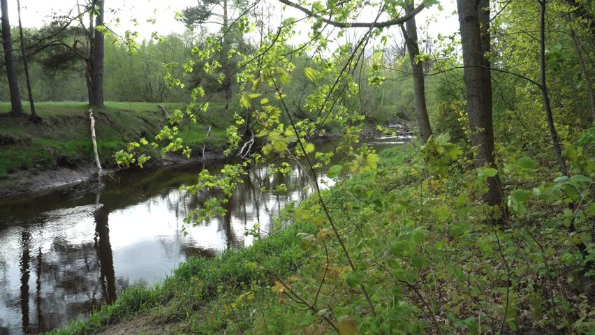 A tranquil forest river winds through lush spring vegetation. Tall trees with fresh leaves obscure the view of the calm water, reflecting sky and greenery along wild, grassy riverbanks.