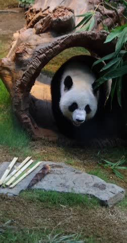 Slow motion footage. Giant panda emerges from hollow log, looks directly at camera. Bamboo shoots and stone slab on green grass. Vertical.
