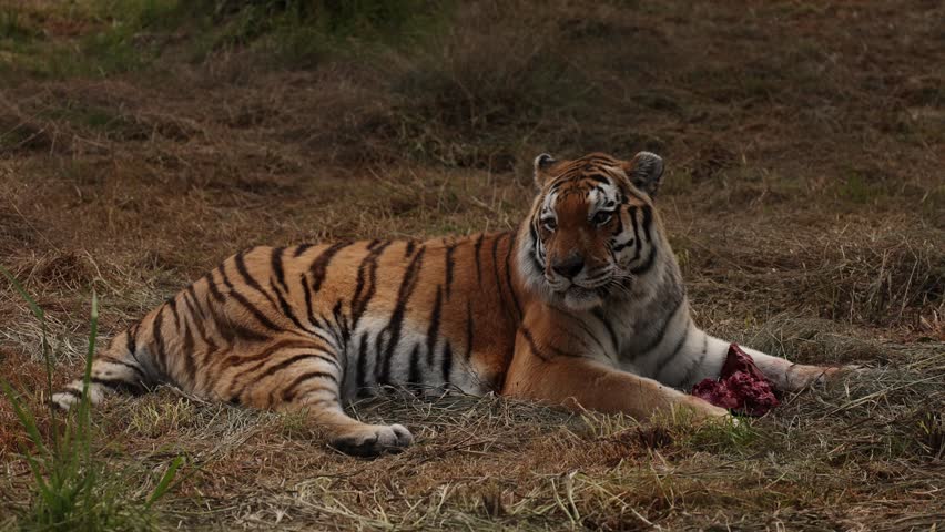 Portrait of a resting tiger lying calmly, powerful striped face filling the frame, intense eyes half closed in relaxation, majestic wild predator captured in quiet natural moment.