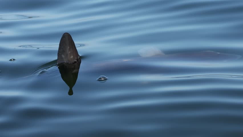 Ocean sunfish mola mola swimming close to the water surface, dorsal fin cutting through calm sea, unique giant fish seen from above, peaceful marine wildlife moment in clear blue ocean.