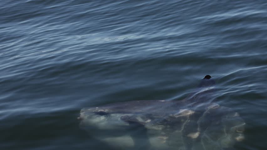 Ocean sunfish mola mola swimming close to the water surface, dorsal fin cutting through calm sea, unique giant fish seen from above, peaceful marine wildlife moment in clear blue ocean.