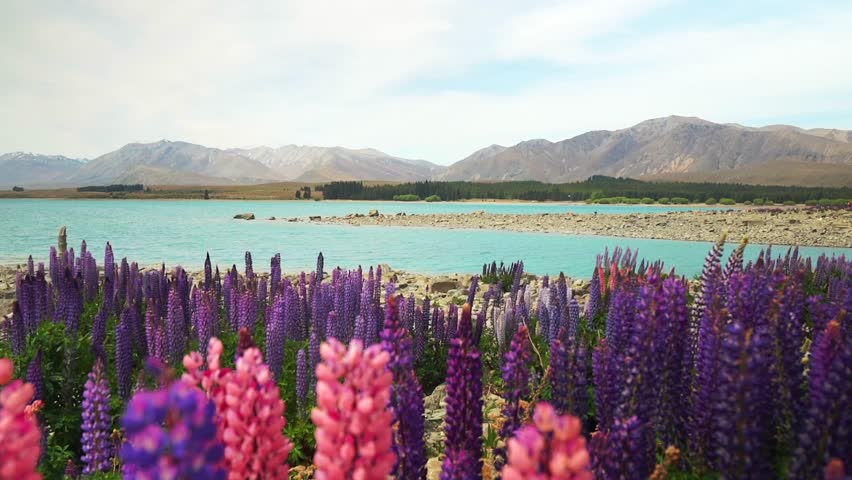 Springtime Lupin flowers Lake Tekapo morning New Zealand Aotearoa November December South Island Mount Cook Southern Alps snow covered peaks sunny blue sky Mackenzie Basin nature landscape backwards