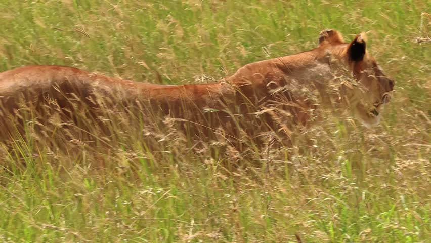 Lone lioness prowls in the thick brush of Serengeti National Park, Africa, on the search for her next hunt. Cinematic wildlife scene capturing predator instinct, tension, and raw savannah survival.