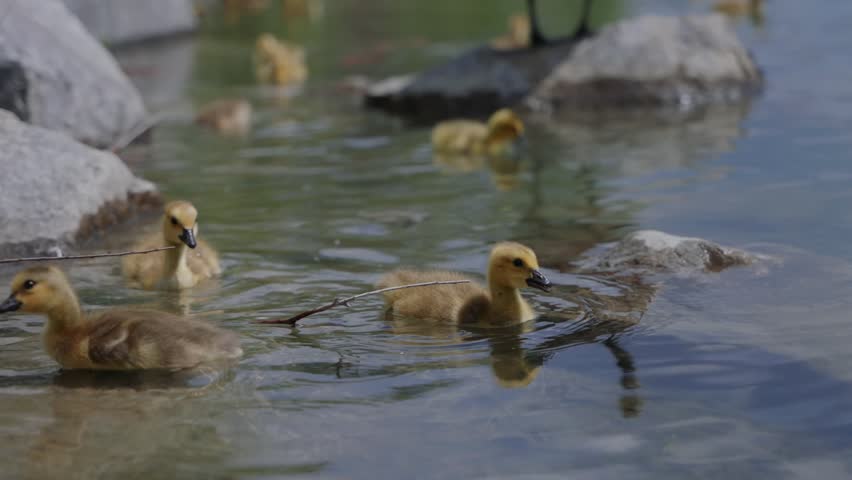 Fluffy goslings swimming on calm water exploring their natural environment