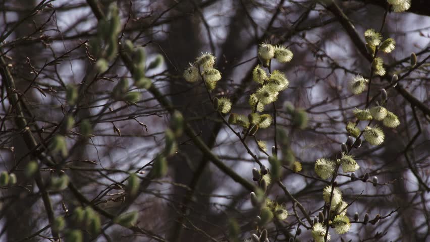 early spring willow catkins from bud to bloom