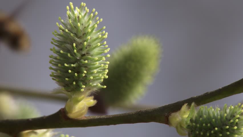 close-up of blooming pussy willow catkins in spring