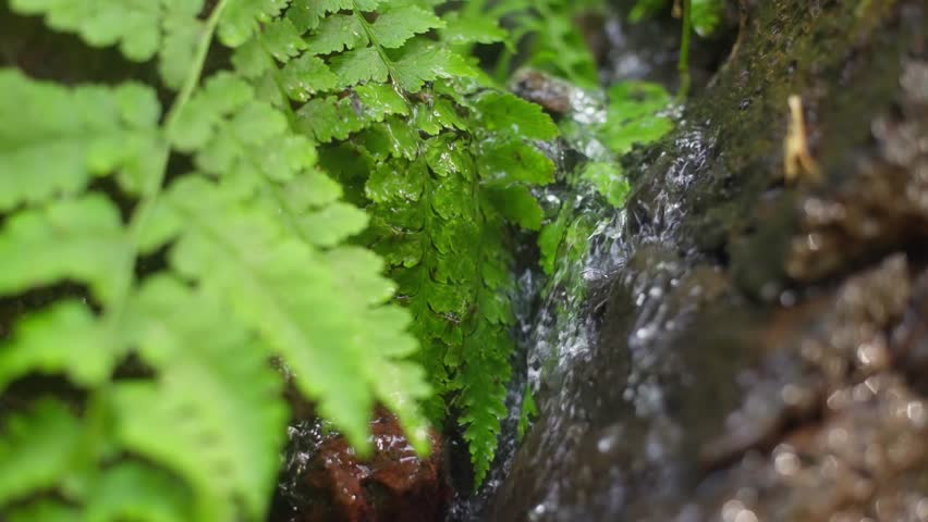 Fresh fern leaves beside trickling stream in shaded forest, clear pure nature water backdrop