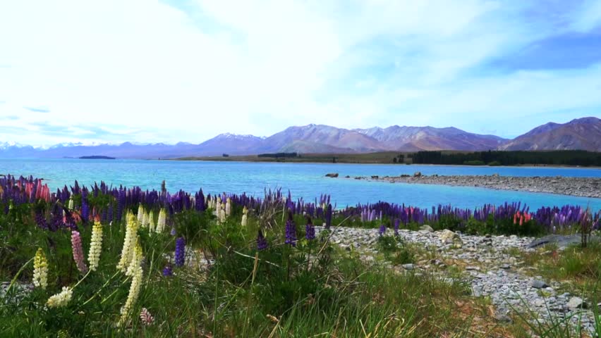 Lake Tekapo Springtime morning Lupin Field flowers Summer November December New Zealand South Island sunny blue sky clouds Mackenzie Basin Southern Alps snow covered peaks nature landscape pan right