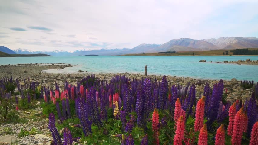 Lake Tekapo Springtime morning Lupin flowers November December New Zealand Aotearoa South Island Mount Cook Southern Alps snow covered peaks sunny blue sky Mackenzie Basin nature landscape slide left