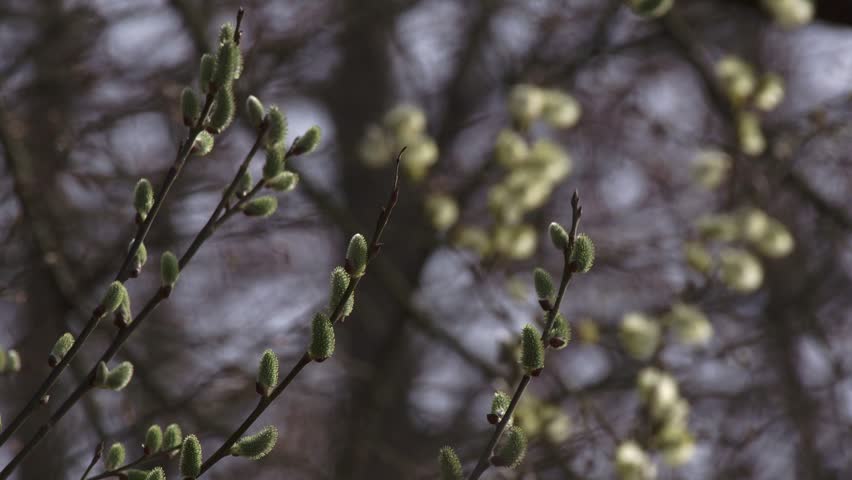 early spring willow catkins from bud to bloom