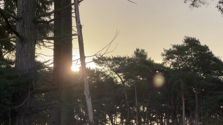 Golden sunlight shining through pine forest detail