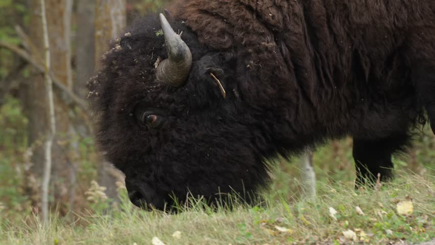 Closeup Of A Bison Walking On The Road Side Eating Grass