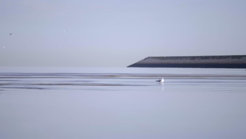 Seagull stands solitary in calm shallow beach water reflecting the soft blue sky with a distant breakwater and birds gracefully flying above