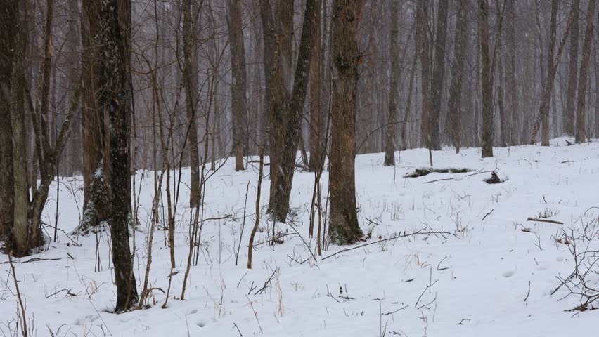 Heavy snow falling in a Wisconsin forest during February.