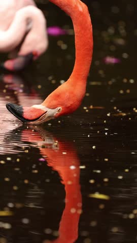 Close-up portrait of a vibrant pink flamingo filtering water through its curved beak, showcasing detailed feathers, elegant posture, and the unique feeding behavior in a serene natural wetland habitat.