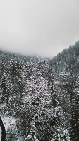 Snow Covered Pine Forest in Foggy Mountains – Winter Landscape Vertical