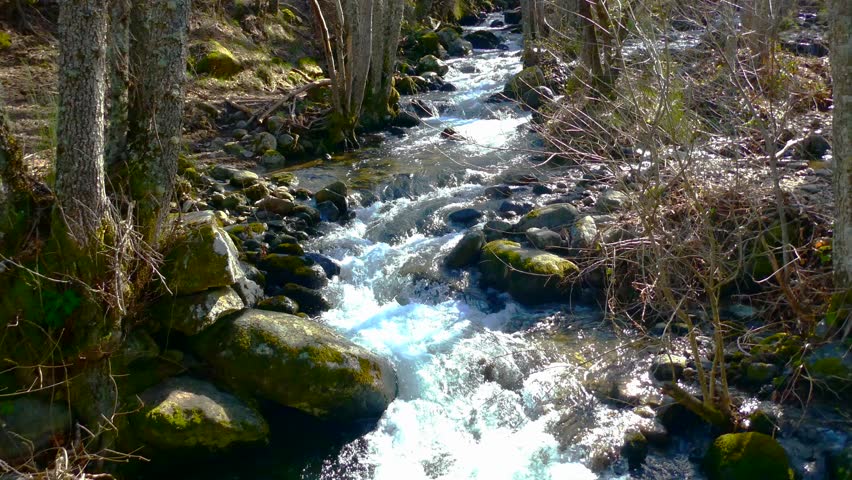 Rushing clean water flowing over mossy rocks in a pristine mountain creek during springtime