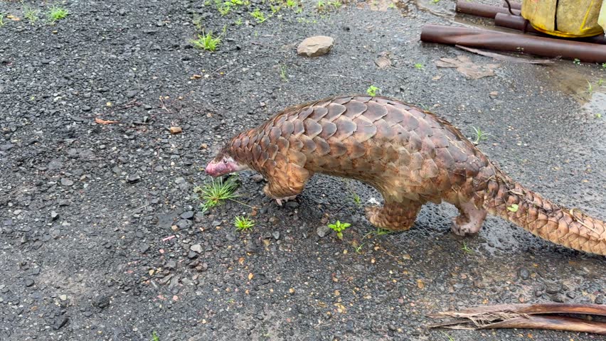 Footage of rare Wild pangolin crossing a rural road