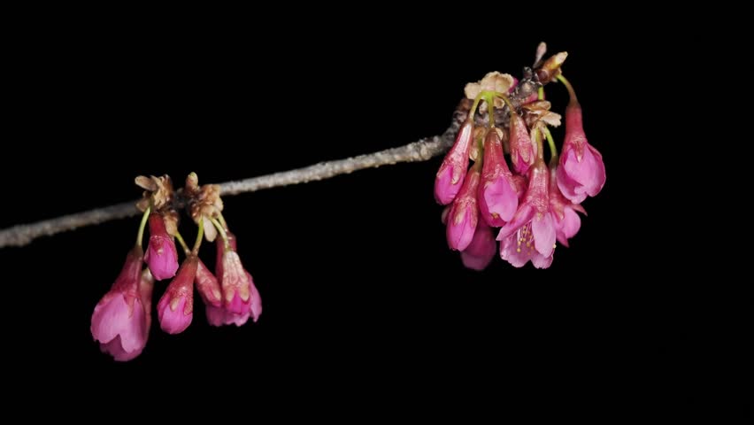 Closeup of Scarlet winter cherry blossoms
