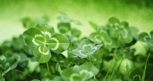 Good luck four leaf clover from meadow of clovers. A rare and unique find of a 4 leaf clover symbolizes luck, good fortune, and prosperity. Field of clovers for a green background or St Patricks day. - Powered by Shutterstock - Get 15% off with code: PIKWIZARD15
