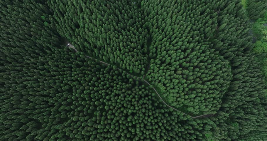 Aerial view of beautiful  forest mountain landscape