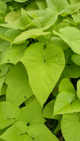 Close up of Ornamental sweet potato or sweet potato vine. Its leaves are blown by the gentle breeze in the garden