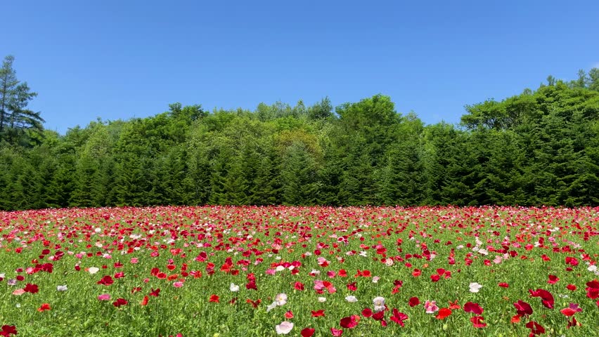 Summer in Furano, a field of poppies stretching out as far as the eye can see