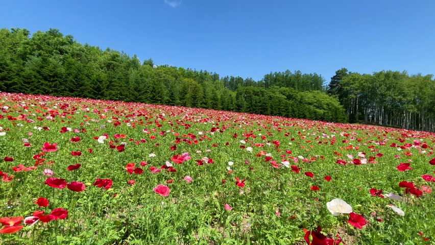 Summer in Furano, a field of poppies stretching out as far as the eye can see