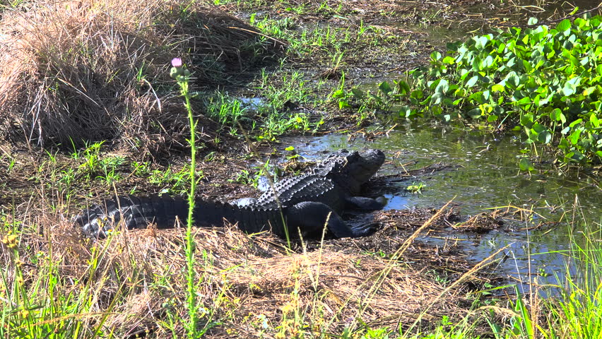 American alligator sunbathing on river shore in Everglades-style wetland landscape, Florida wildlife.