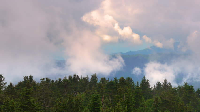 Humid forest in summer foggy mountains. Beautiful nature in rainy season.