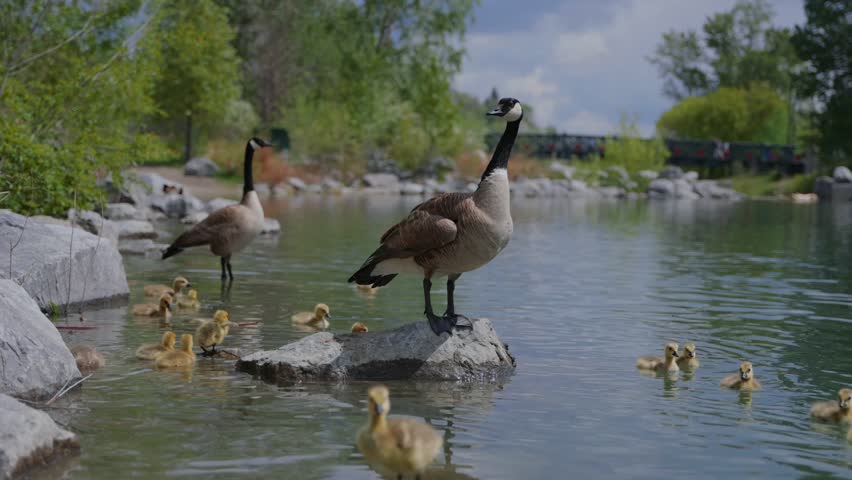 Canada geese with goslings exploring a pond in a public park setting in Calgary, Canada