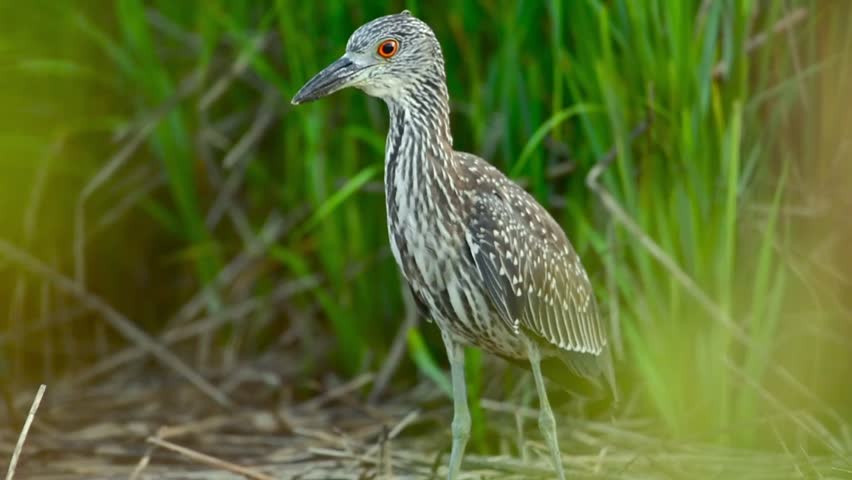 Slo motion profile of juvenile night heron standing quietly in salt marsh grass and reeds.